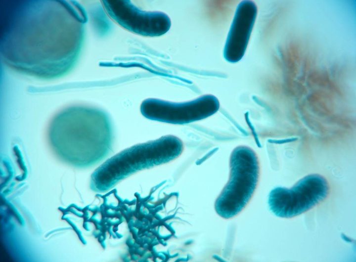 Cuáles son los microbios que pueden digerir plástico