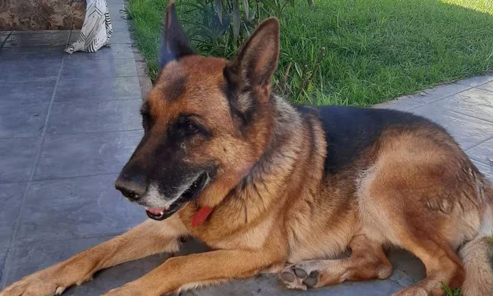 El perro que estuvo 10 meses perdido y regresó solo a su casa