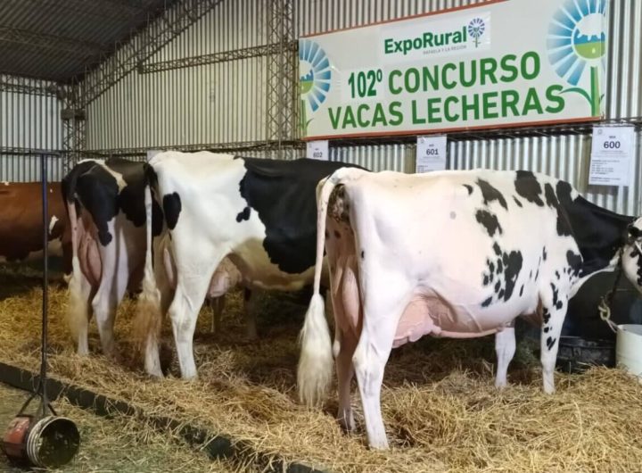 Con el secado, comenzó el 102° Concurso de Vacas Lecheras